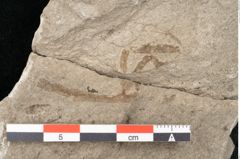 Foto (Detailansicht) von Mantodea indet.  (NHMW-GEO-2024-0188-11446)